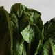 Illustration for article titled 59 People Now Sickened by E. Coli Romaine Lettuce as Investigation Continues